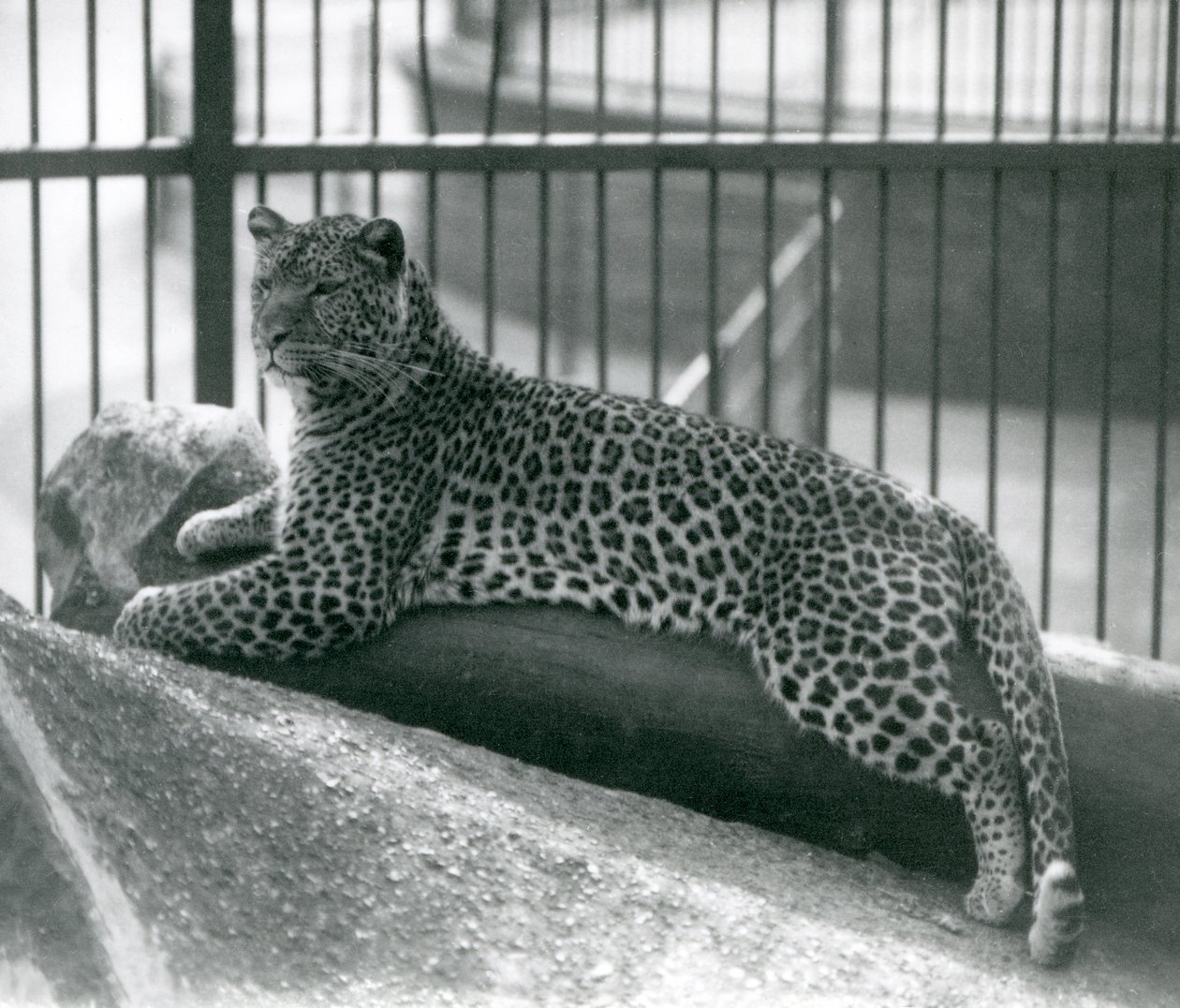 Leopard Rex deitado em um log em seu recinto no zoológico de Londres em julho de 1925 de Frederick William Bond