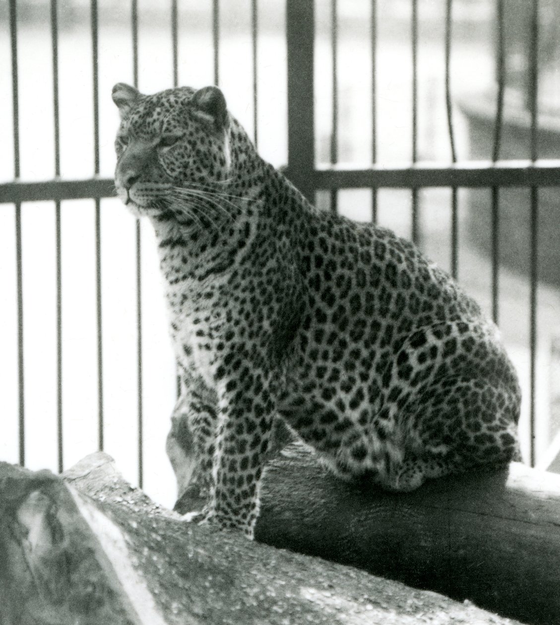 Leopard Rex sentado em um log em seu recinto no zoológico de Londres em junho de 1925 de Frederick William Bond