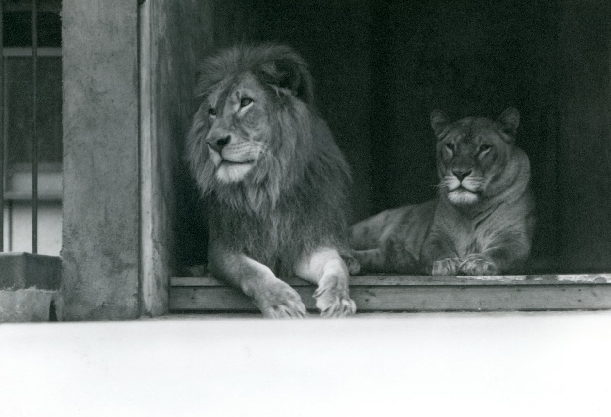 Leão e Leoa Kuja e Caroline no ZSL London Zoo, julho de 1924 de Frederick William Bond