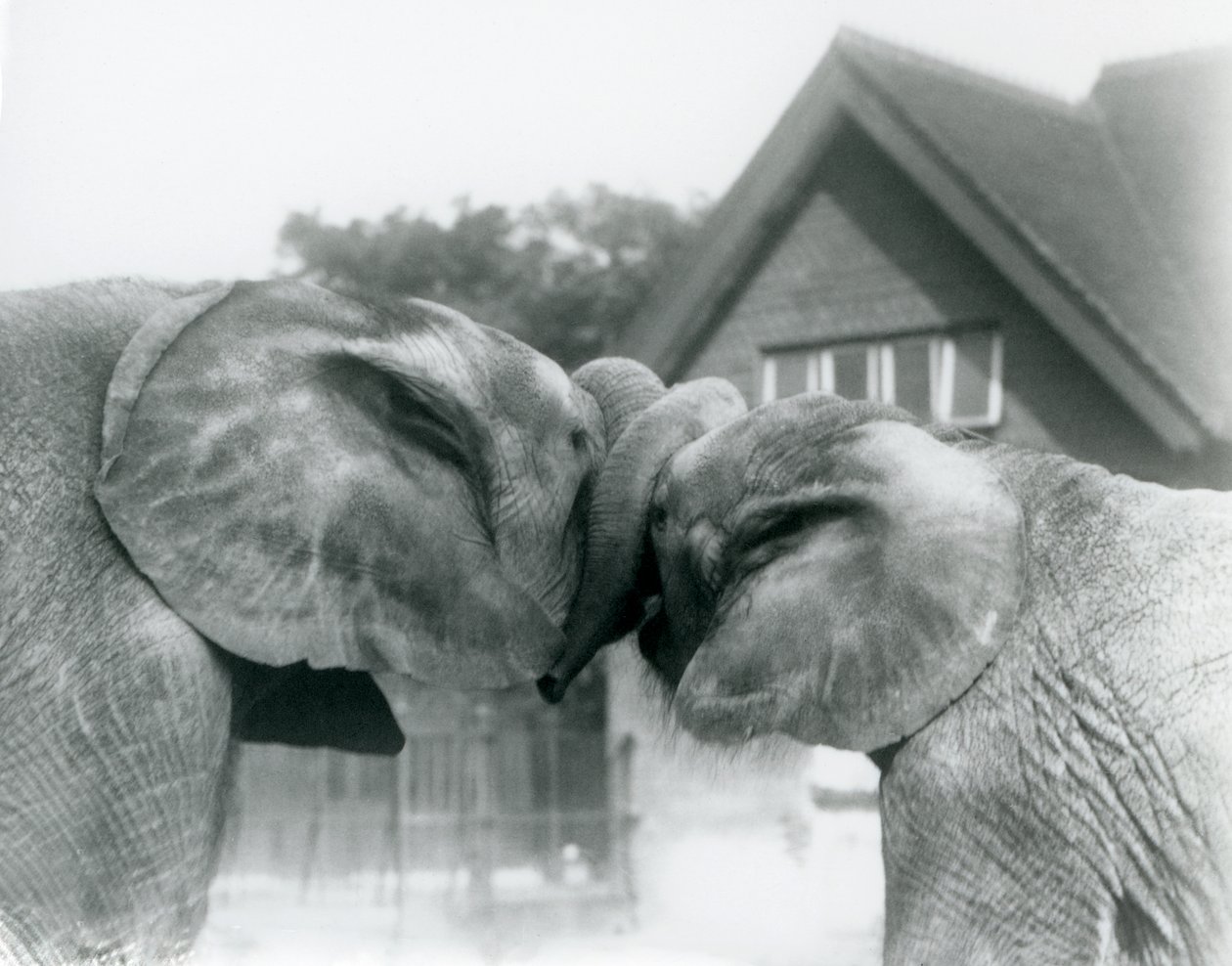 Elefante africano macho Kiberenge e fêmea elefante africano Hango cumprimentam-se amarrando troncos no zoológico de Londres em outubro de 1927. Kiberenge foi apresentado ao zoológico de Londres por SE Sir Horace Byatt de Frederick William Bond