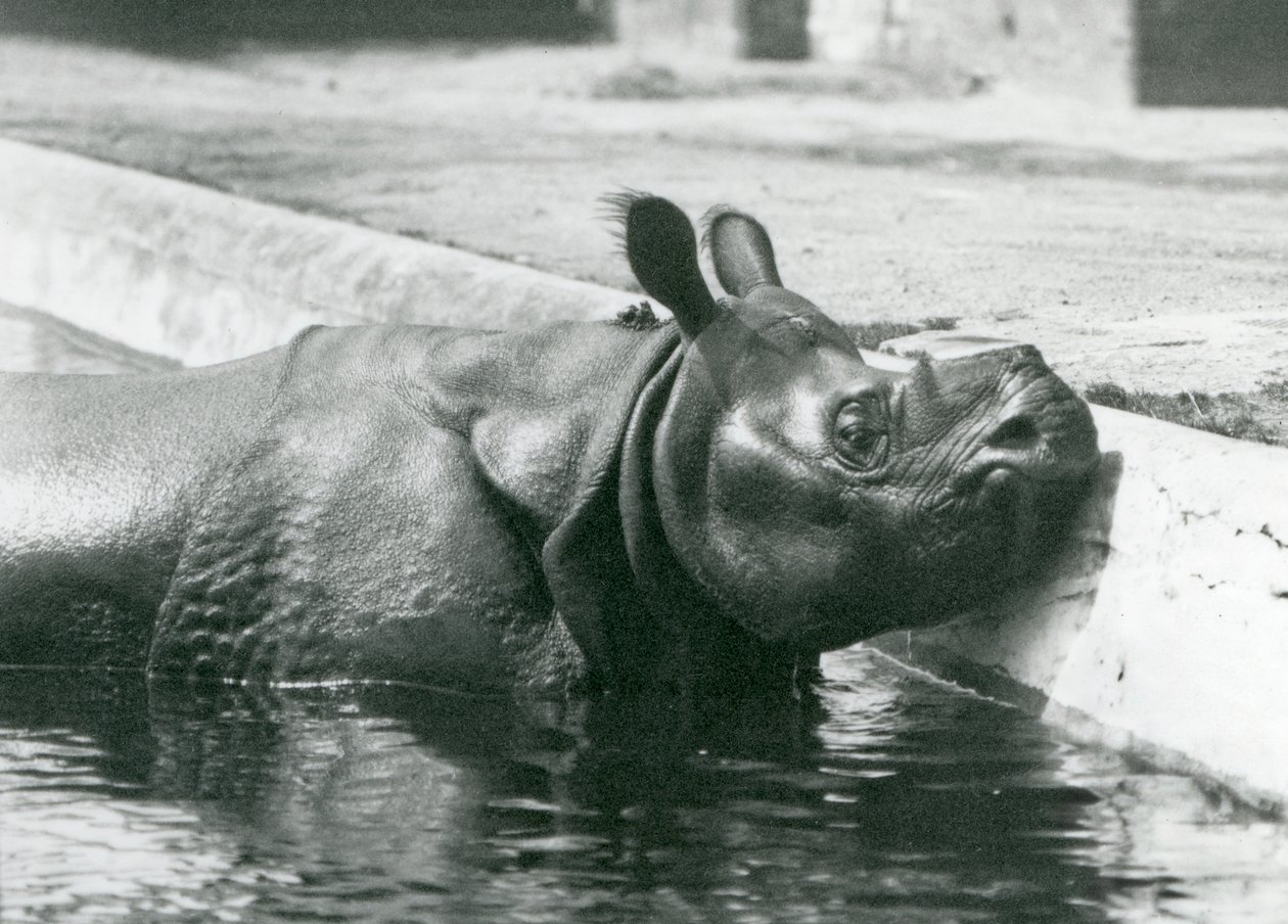 Rinoceronte indiano macho Felix desfrutando de um mergulho em sua piscina no zoológico de Londres em junho de 1928 de Frederick William Bond