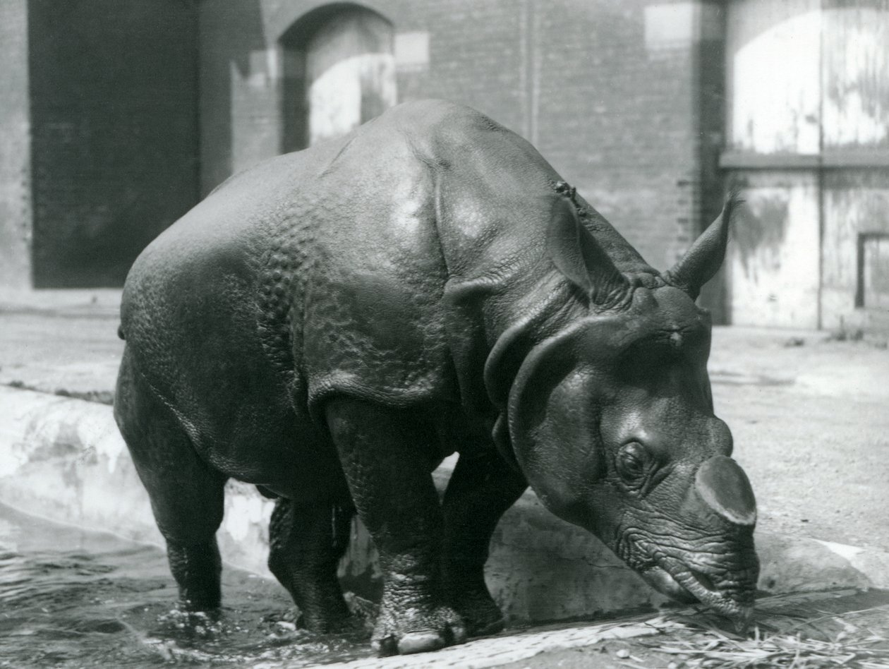 Rinoceronte indiano macho Felix deixando sua piscina no zoológico de Londres em 1928 de Frederick William Bond