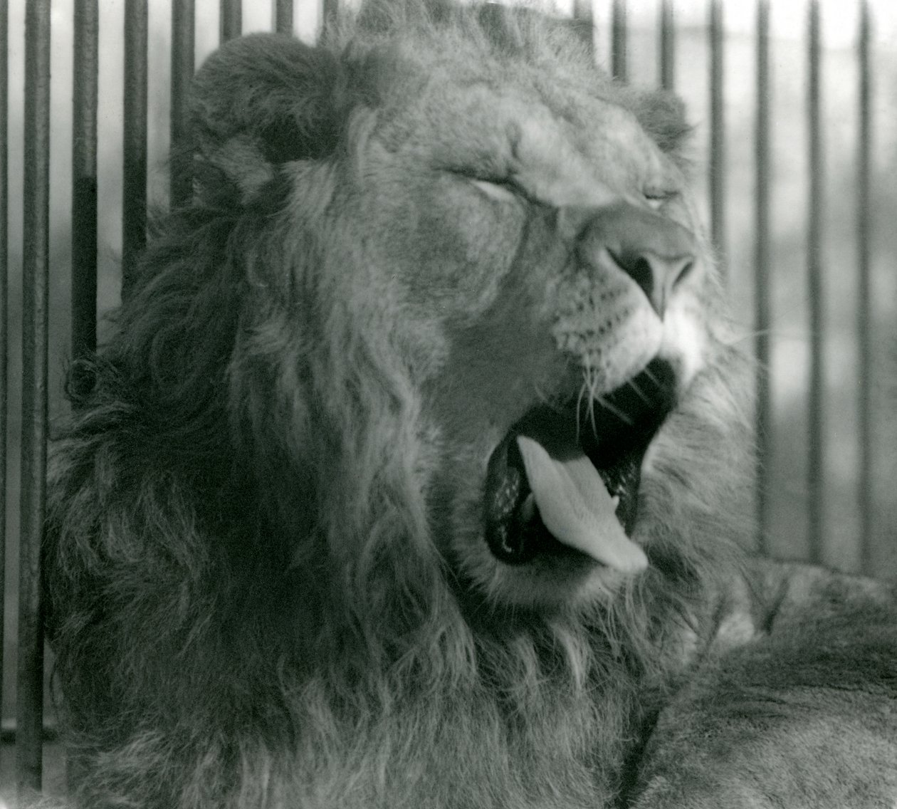 Leão macho, Abdullah, boceja em seu recinto no zoológico de Londres em 1925 de Frederick William Bond