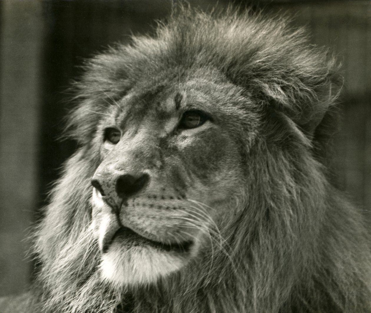 Leão macho Kuja no zoológico de Londres em agosto de 1924 de Frederick William Bond