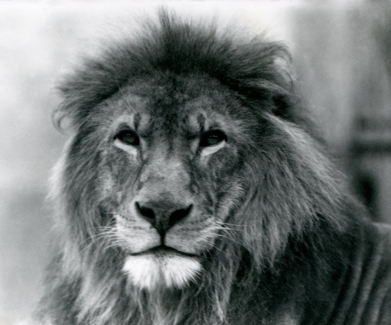Leão macho Kuja no Zoológico de Londres em janeiro de 1925 de Frederick William Bond