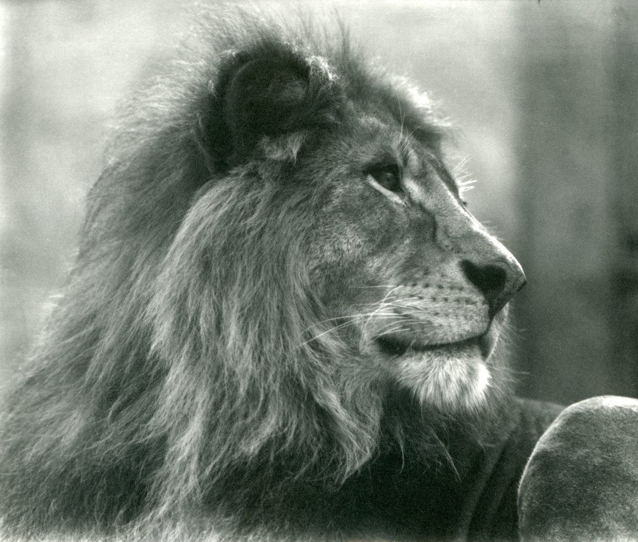 Leão macho Kuja no Zoológico de Londres em janeiro de 1925 de Frederick William Bond