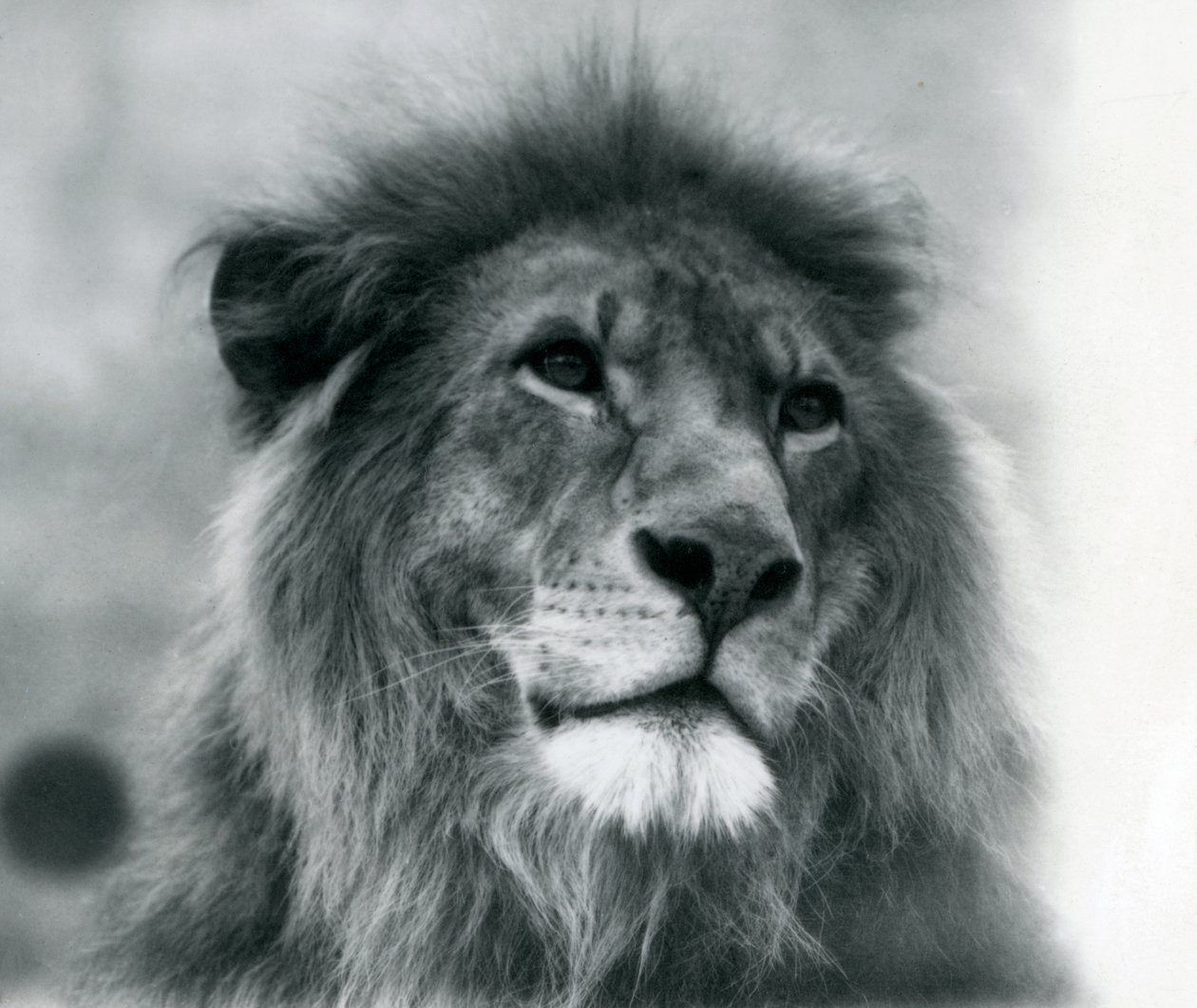 Leão macho Kuja no Zoológico de Londres em janeiro de 1925 de Frederick William Bond