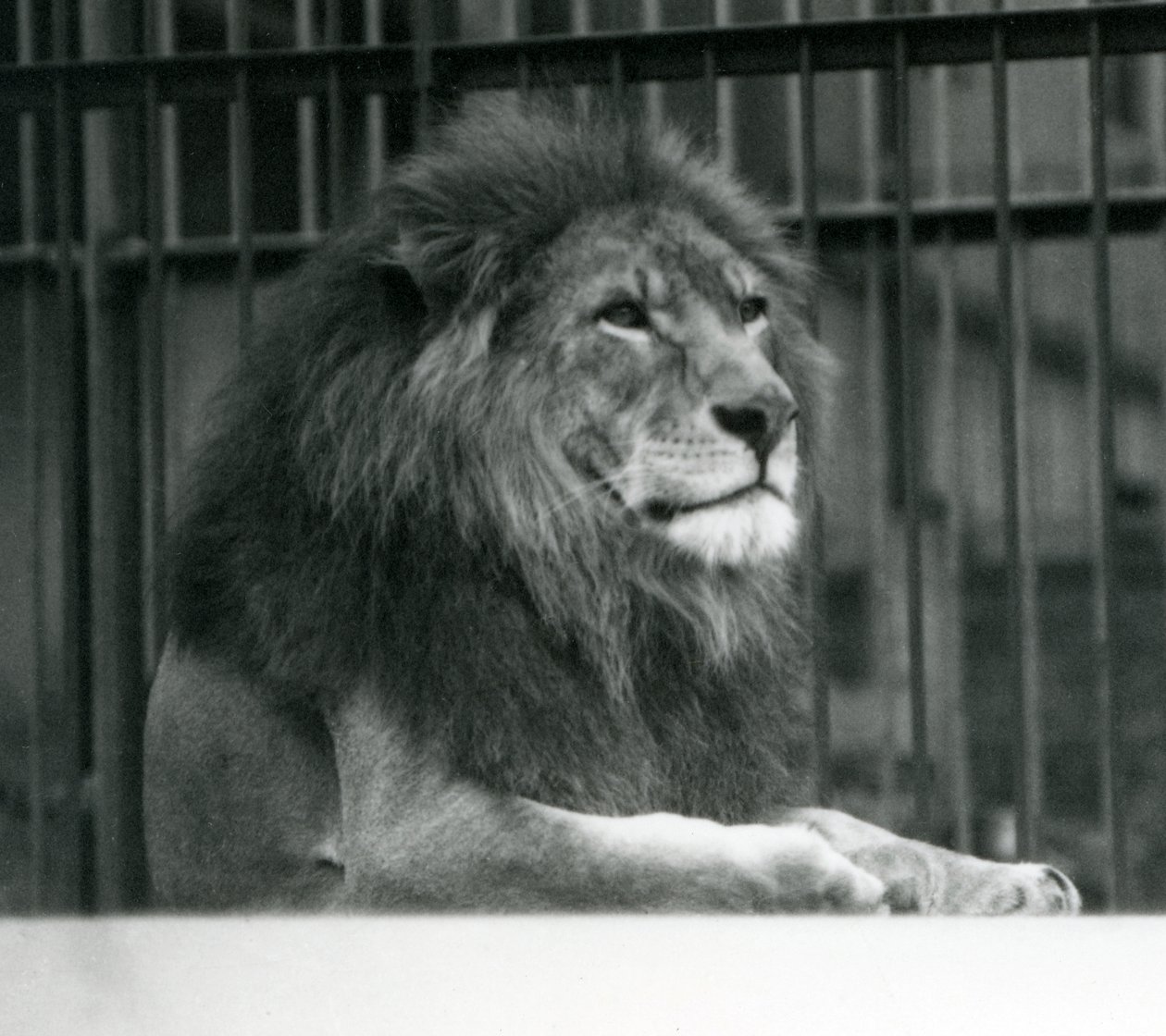 Leão macho Kuja deitado em seu recinto no zoológico de Londres em janeiro de 1925 de Frederick William Bond