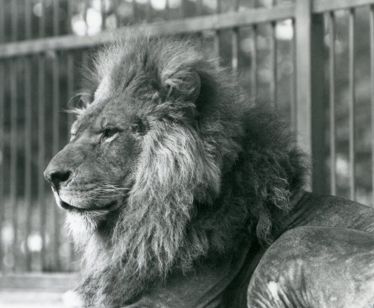 Leão macho Toto deitado em seu recinto no zoológico de Londres em setembro de 1927 de Frederick William Bond