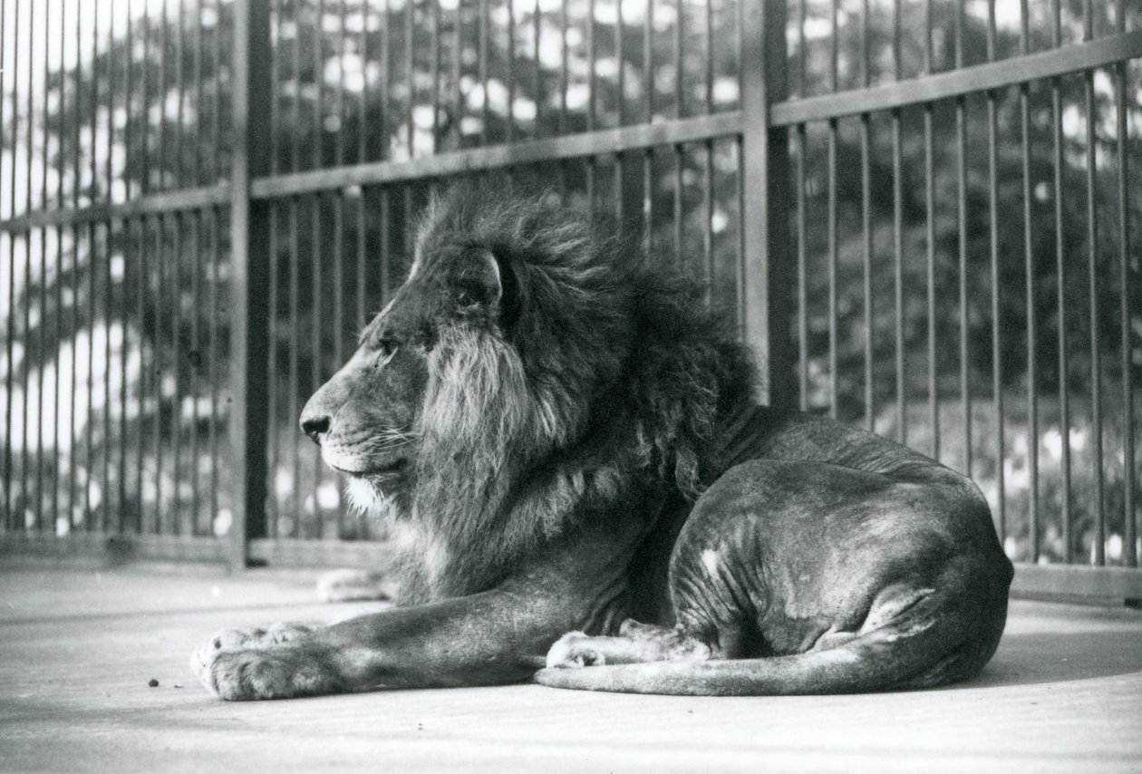 Leão macho Toto deitado em seu recinto no zoológico de Londres em setembro de 1927 de Frederick William Bond