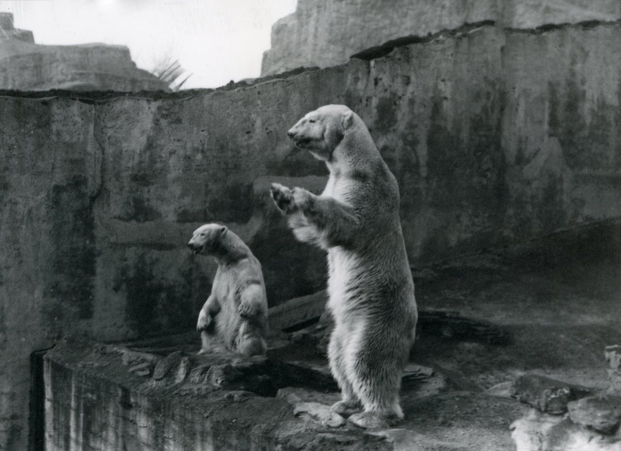 Os ursos polares "Sam" e "Barbara" estão de pé em suas patas traseiras, olhando para fora do recinto do zoológico de Londres, em março de 1921 de Frederick William Bond