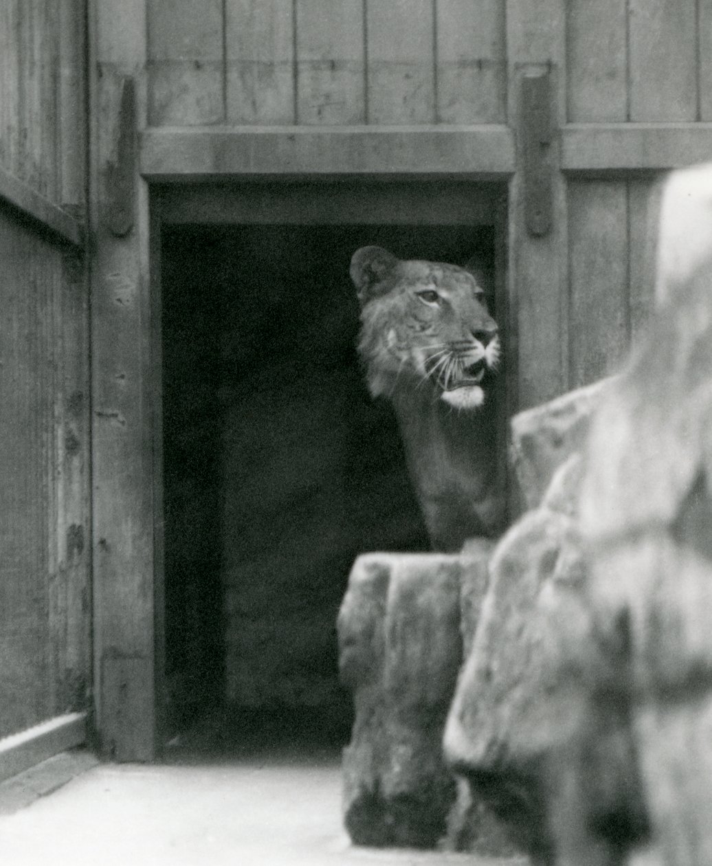 Ranji um macho Tigon, Zoológico de Londres, julho de 1924 de Frederick William Bond
