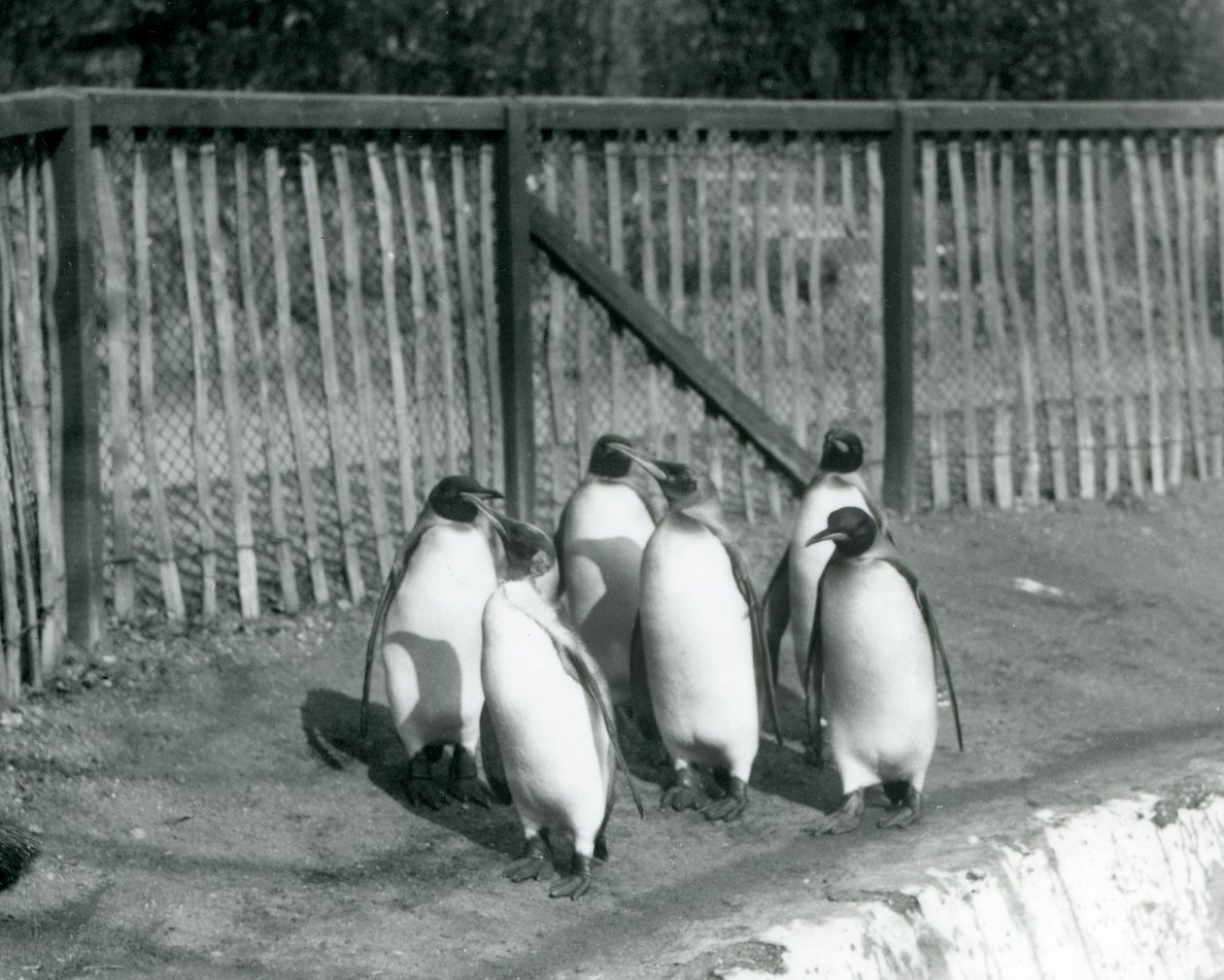 Seis pinguins do rei andando ao lado de sua piscina no zoológico de Londres em 1927 de Frederick William Bond
