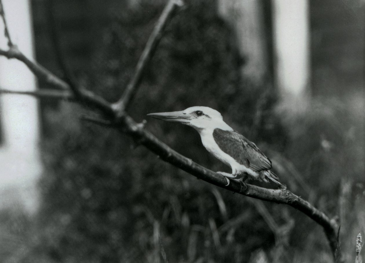 Kingfisher de cegonha descansando num ramo, esta subespécie é do Arquipélago de Sulu, nas Filipinas, Zoo de Londres. de Frederick William Bond