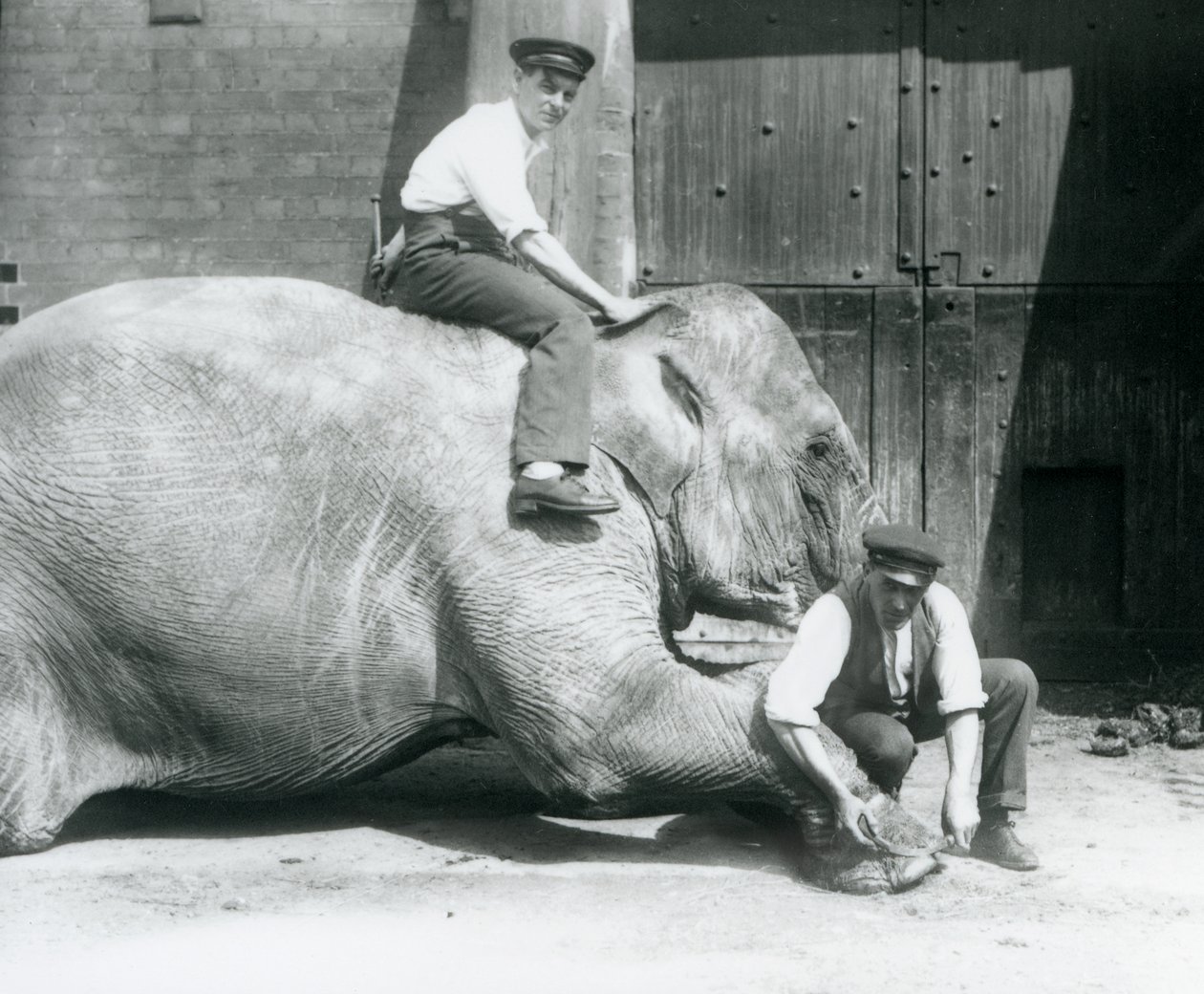Sundermalah tendo o pé da frente aparado por um guarda, com um arquivo, enquanto outro fica de costas, no zoológico de Londres, em agosto de 1926 de Frederick William Bond