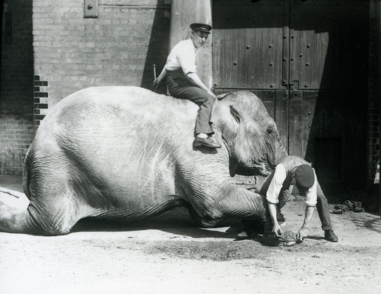 Sundermalah tendo o pé da frente aparado por um guarda, com um arquivo, enquanto outro fica de costas, no zoológico de Londres, em 1926 de Frederick William Bond
