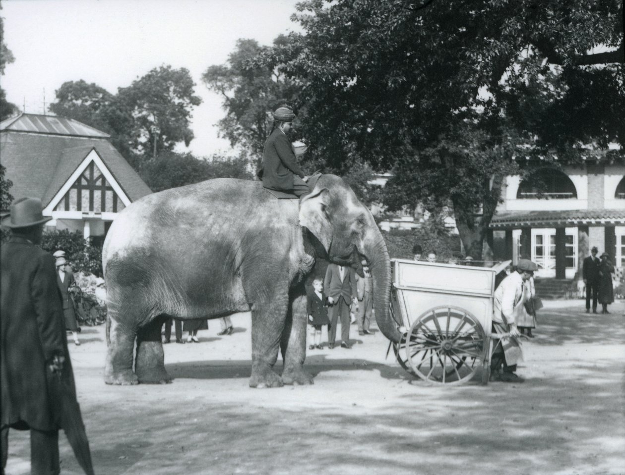 Syed Ali montando Indiarani atrás de um carrinho de mão, London Zoo, outubro de 1925 de Frederick William Bond