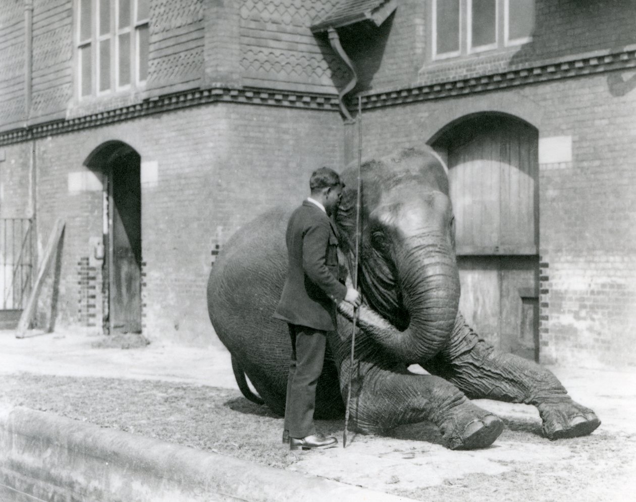 Syed Ali, treinando Indiarani em frente à Elephant House, London Zoo, em agosto de 1923 (foto bw) de Frederick William Bond