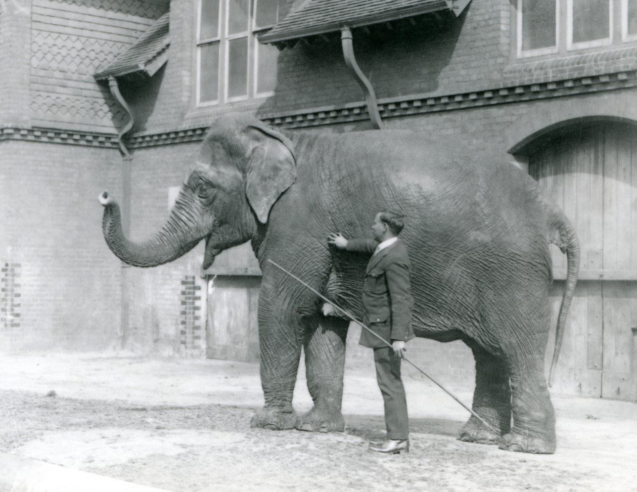 Syed Ali, treinando Indiarani em frente à Elephant House, London Zoo, em agosto de 1923 (foto bw) de Frederick William Bond