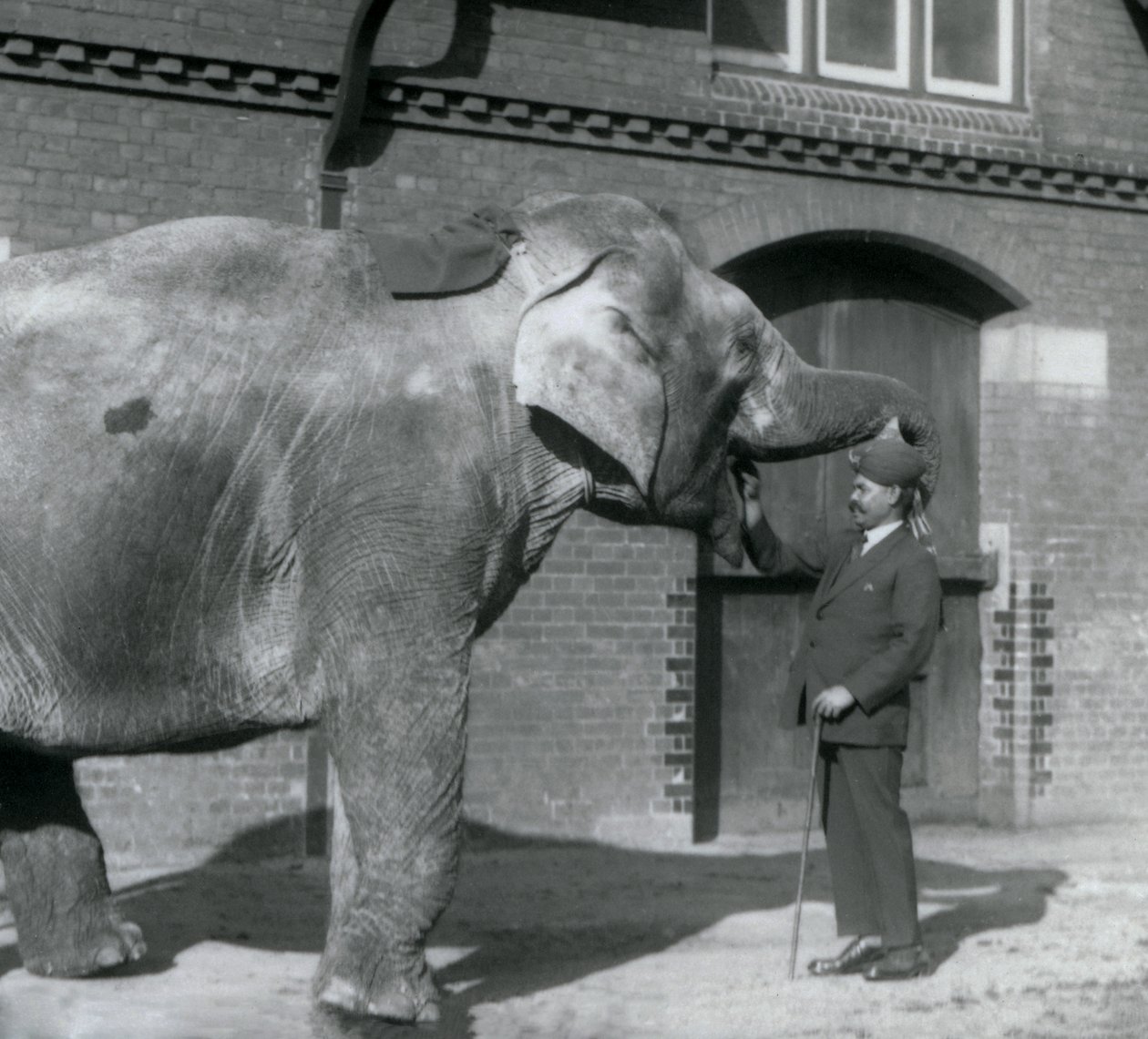 Syed Ali treinando Indiarani em frente à Elephant House, Zoológico de Londres, outubro de 1925 de Frederick William Bond