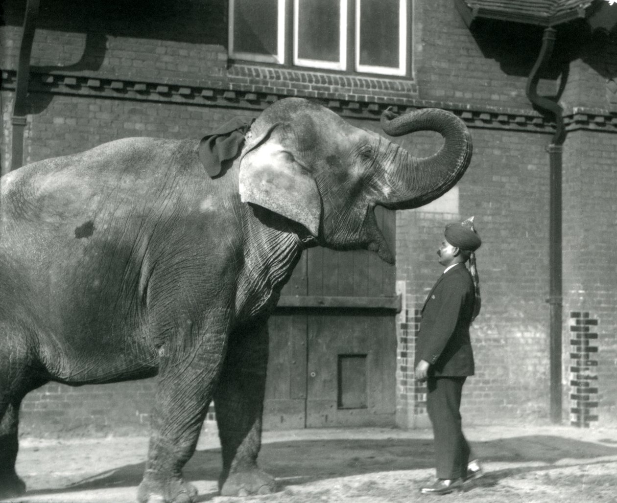 Syed Ali treinando Indiarani em frente à Elephant House, Zoológico de Londres, outubro de 1925 de Frederick William Bond