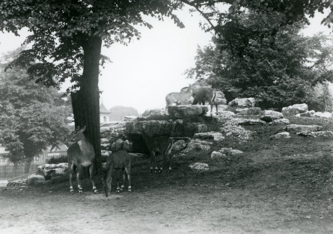 O Paddock ElandAntelope no Zoológico de Londres em 1924 de Frederick William Bond