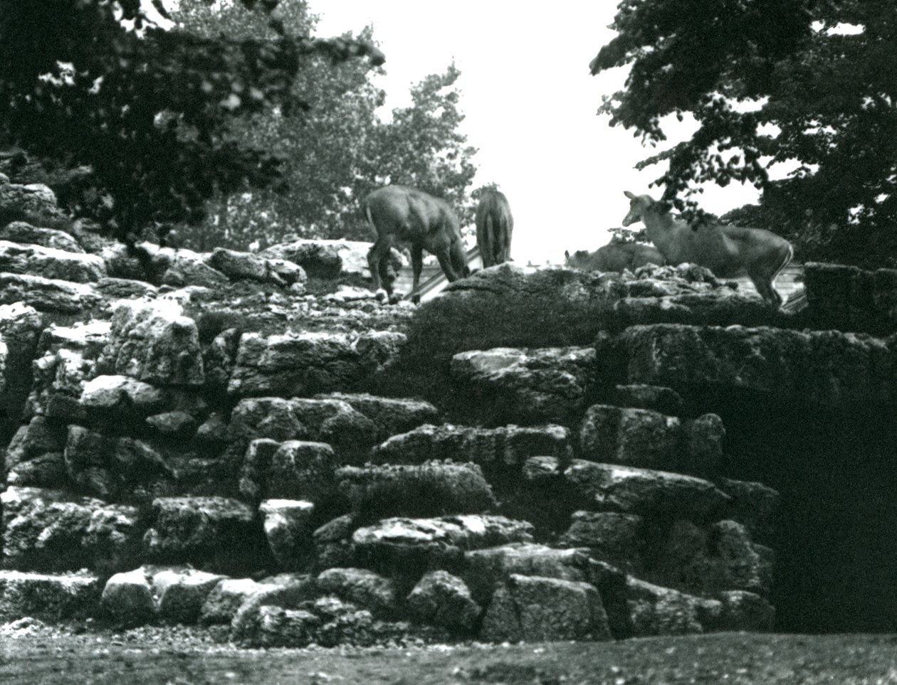 O Paddock ElandAntelope no Zoológico de Londres em junho de 1924 de Frederick William Bond