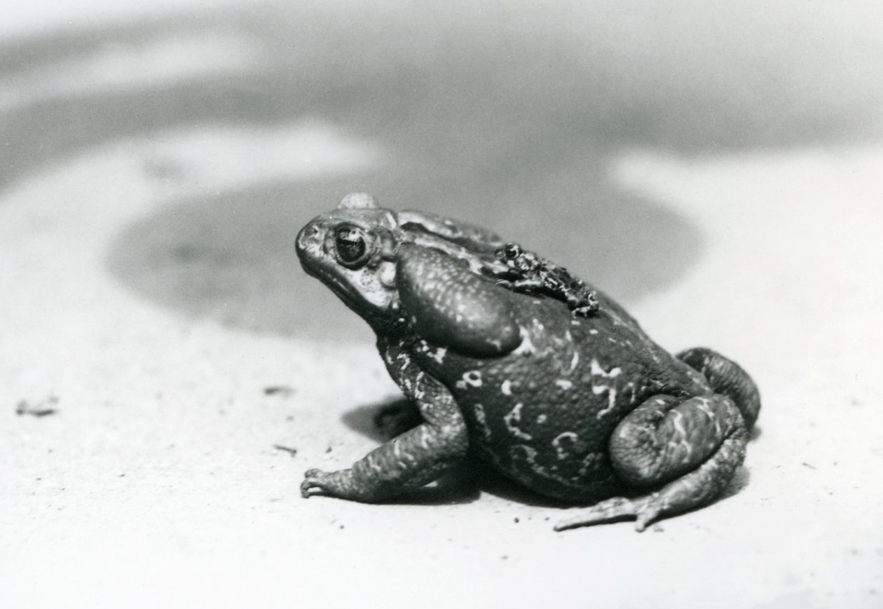O maior e menor sapo do menagerie em agosto de 1928 (foto a p/b) de Frederick William Bond