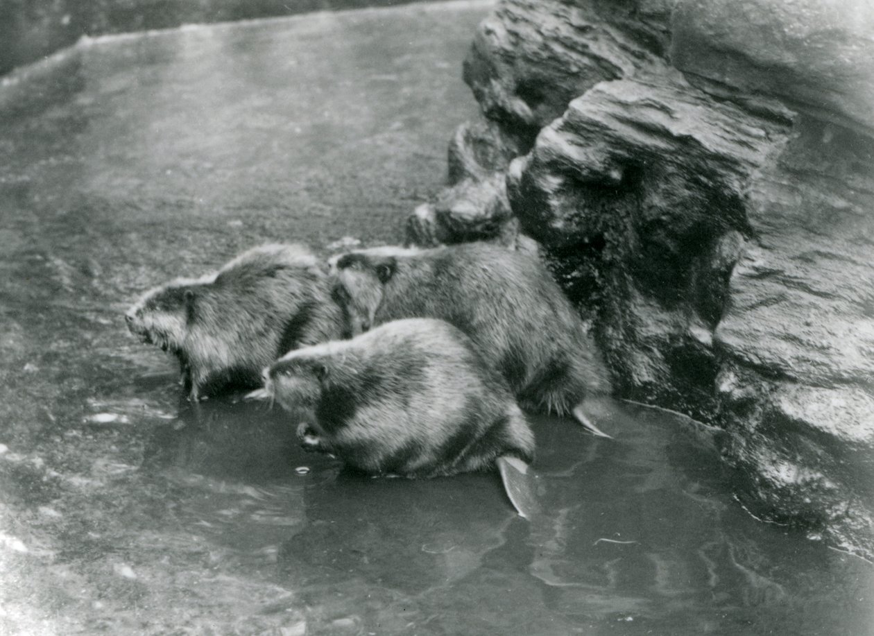 Três castores em sua piscina no zoológico de Londres, década de 1920 de Frederick William Bond