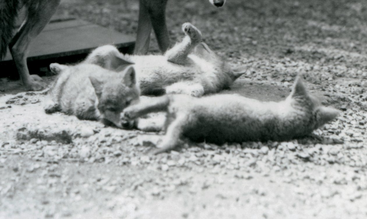 Três filhotes de coiote rolando no chão, aos pés da mãe, no Zoológico de Londres de Frederick William Bond