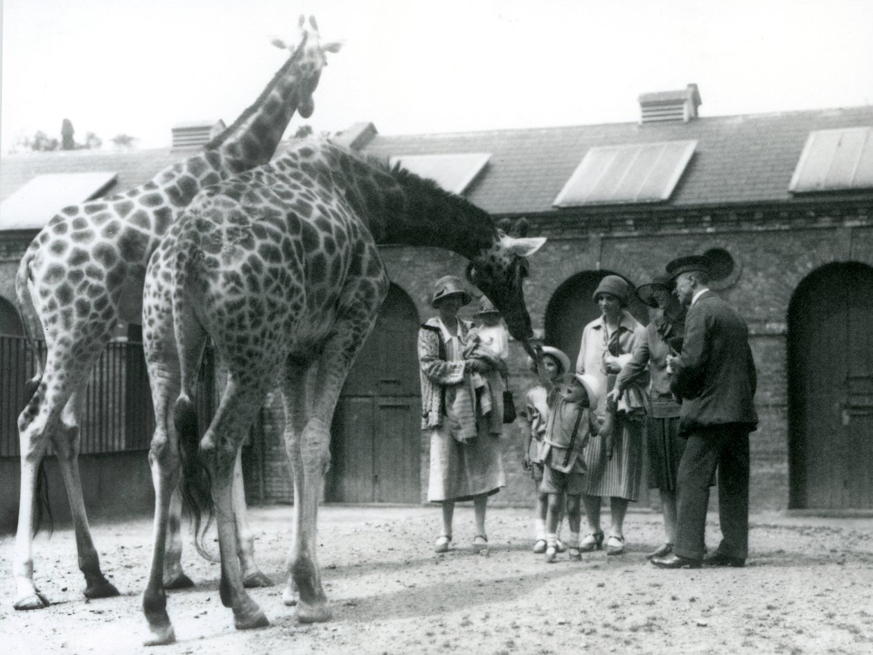 Três senhoras com três filhos pequenos visitam a girafa no seu paddock ouside da Giraffe House, London Zoo, em julho de 1926 de Frederick William Bond