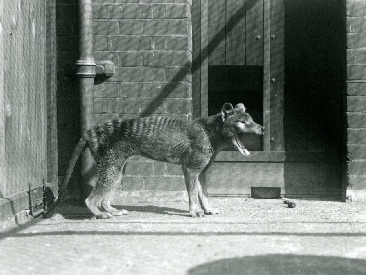 Filacina/ Lobo da Tasmânia no Zoológico de Londres em agosto de 1926 (foto a p/b) de Frederick William Bond