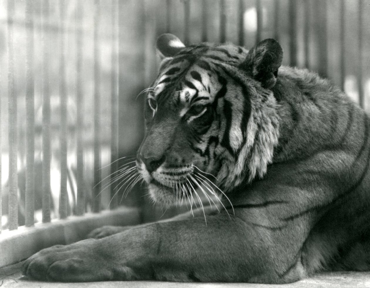 Tiger Sam no zoológico de Londres, 1925 de Frederick William Bond