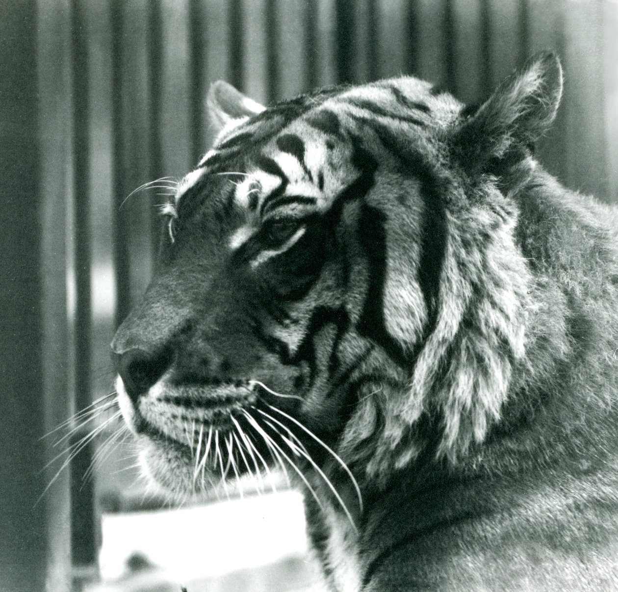 Tiger Sam no zoológico de Londres em 1925 de Frederick William Bond