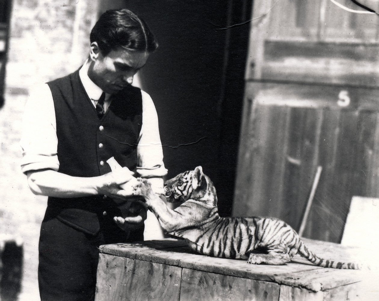 Filhote de tigre sendo alimentado pelo guardião Harry Warwick, 1914 de Frederick William Bond