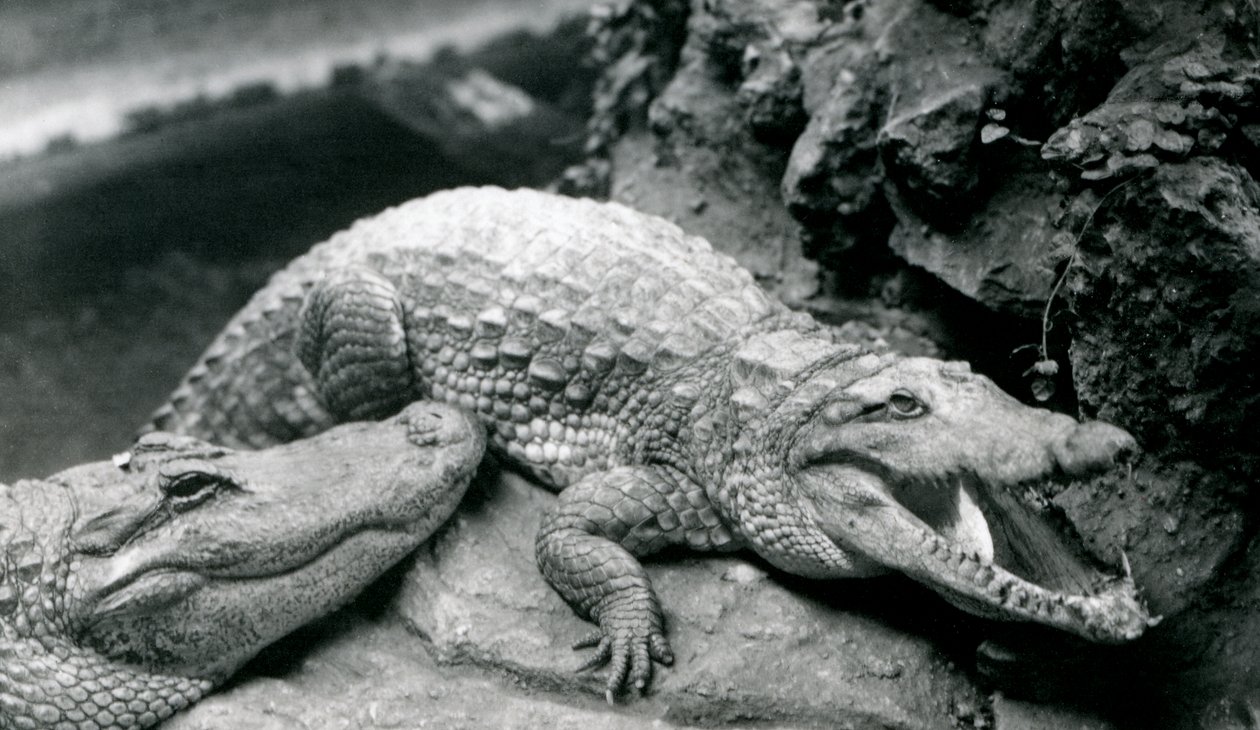 Dois jacarés americanos no zoológico de Londres, julho de 1914 de Frederick William Bond