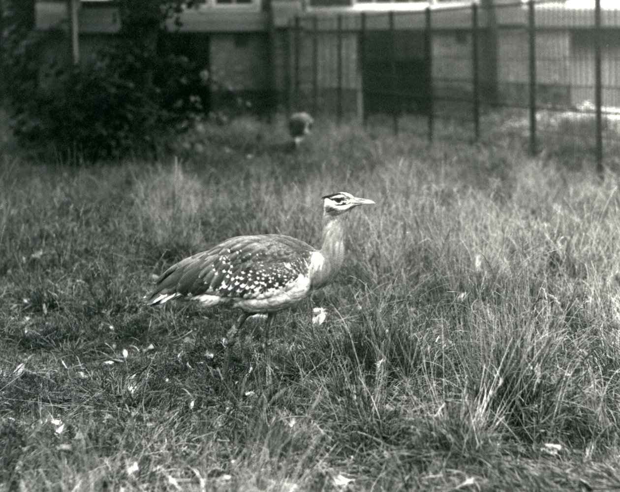 Dois bustards arábicos em pé em seu recinto no zoológico de Londres, em setembro de 1927 de Frederick William Bond