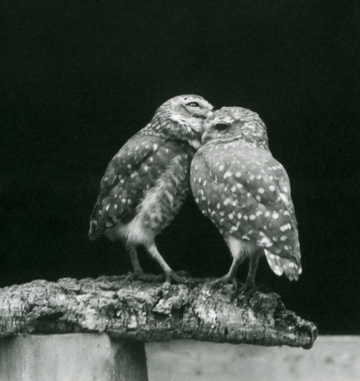 Duas Corujas Burrowing Owls de pé de frente um para o outro no final de uma filial, Jardim Zoológico de Londres, Julho de 1926 (foto a p/b) de Frederick William Bond