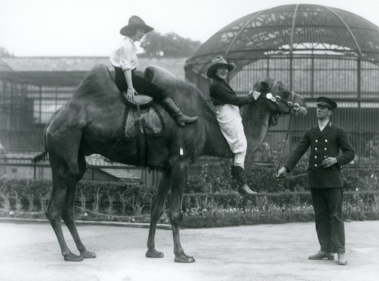 Duas vaqueiras posam em um camelo bactriano, que é mantido por seu guardião, durante uma visita ao zoológico de Londres em 1924 de Frederick William Bond