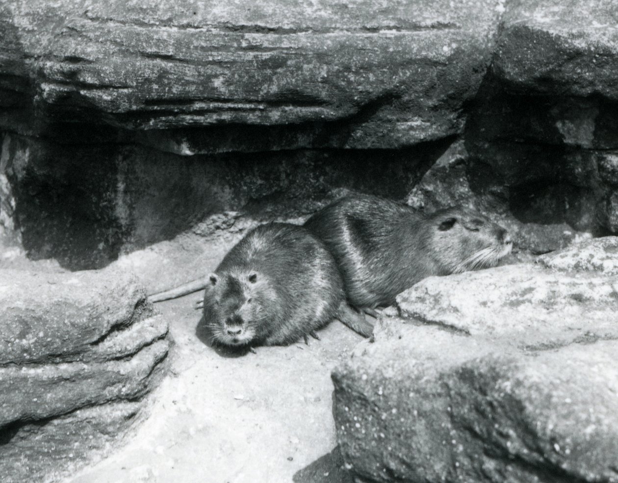 Dois Coypu descansando entre rochas em seu recinto no Zoológico de Londres, em abril de 1925 de Frederick William Bond