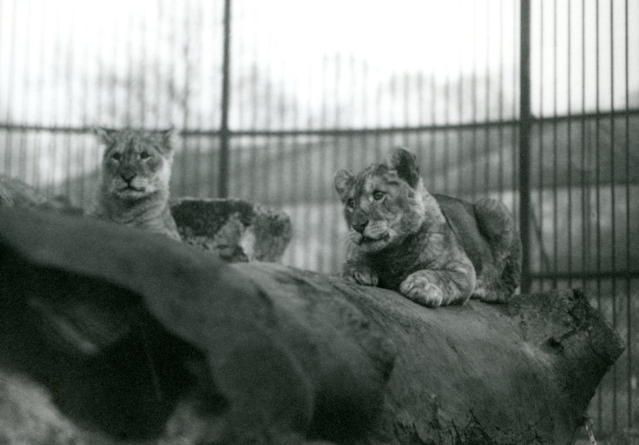 Dois filhotes de Leão, nascidos no zoológico, no recinto do zoológico de Londres, abril de 1924 de Frederick William Bond