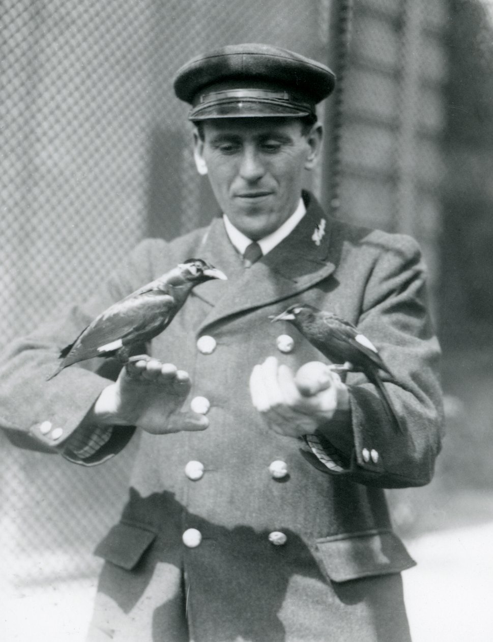 Dois pássaros Myna nas mãos do goleiro Thomas Raggett, Zoológico de Londres, junho de 1924 de Frederick William Bond