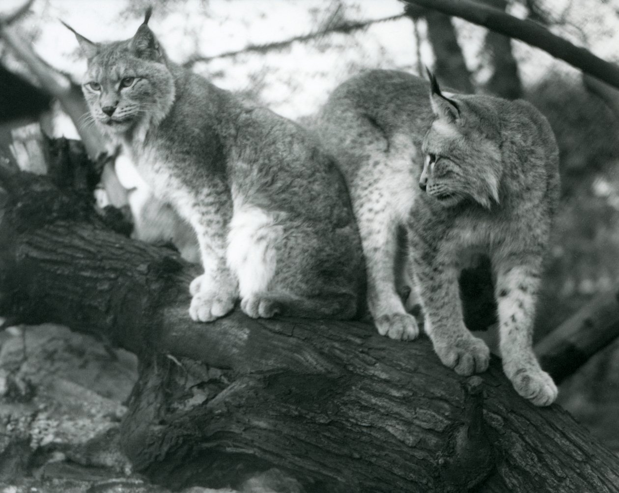Dois linces do norte, um sentado e um em pé, em um galho, zoológico de Londres, outubro de 1925 de Frederick William Bond