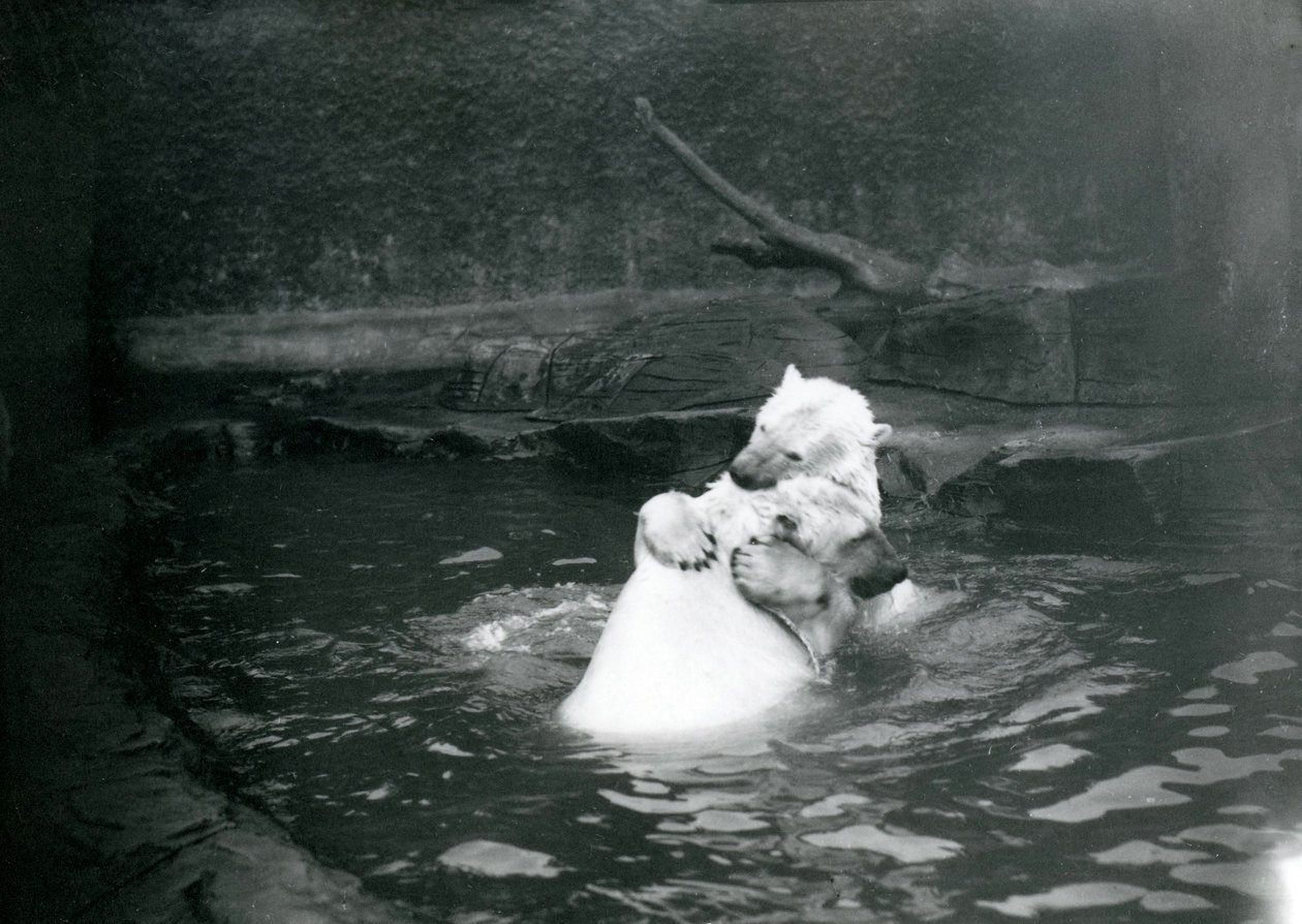 Dois ursos polares, incluindo um juvenil, abraçando e jogando em uma piscina no zoológico de Londres, em junho de 1922 de Frederick William Bond