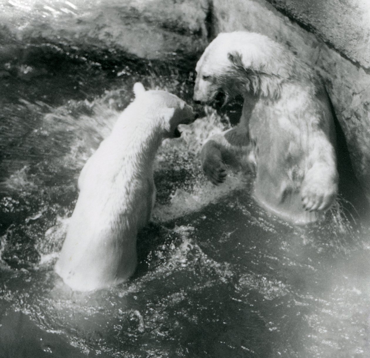 Dois ursos polares brincam em sua piscina. Zoológico de Londres em 1926 de Frederick William Bond