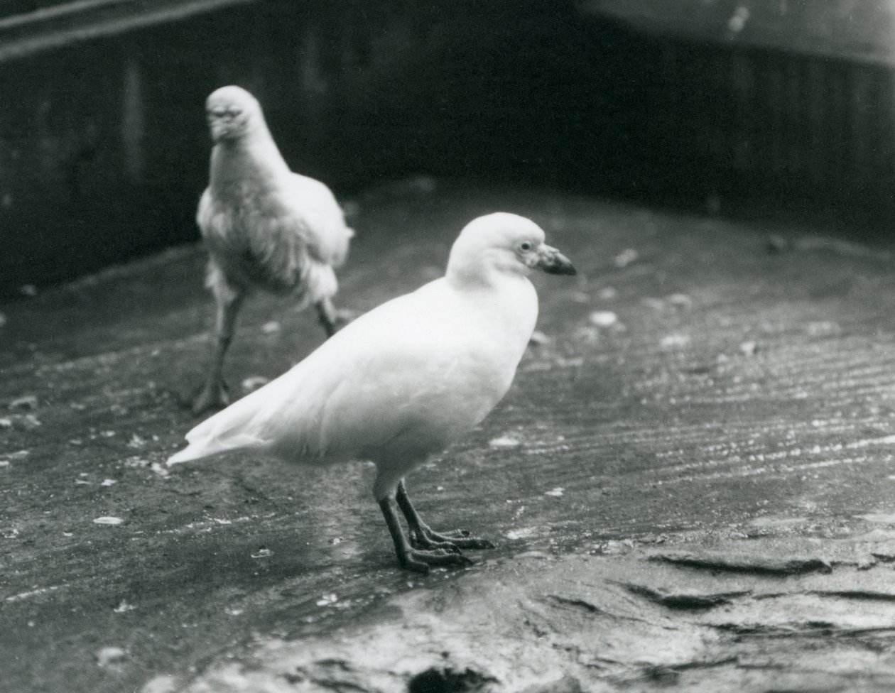 Dois bainhas nevadas em pé e andando no chão no zoológico de Londres, de agosto de 1927 de Frederick William Bond