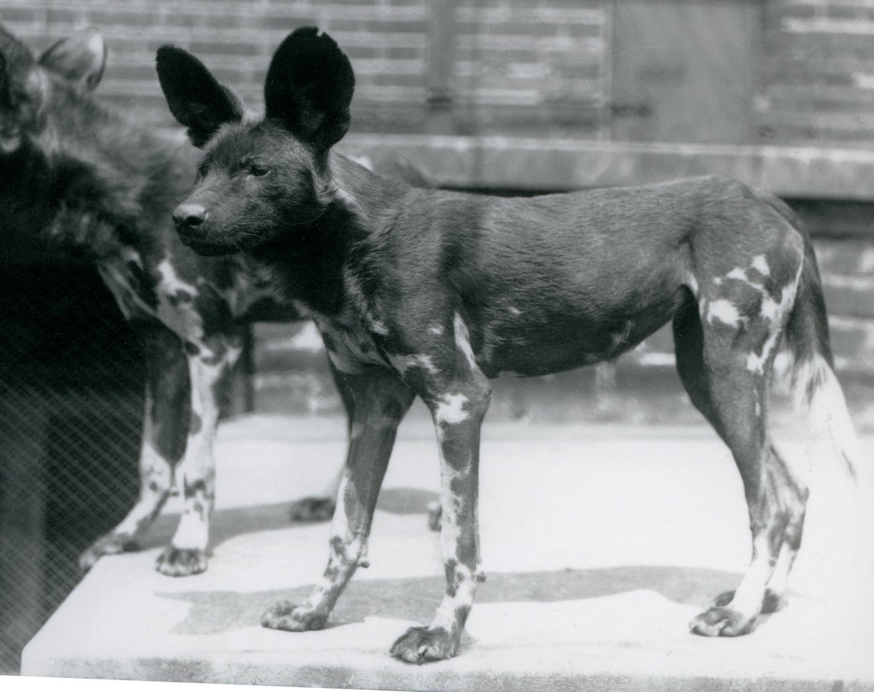 Dois cães selvagens somalis no zoológico de Londres, em julho de 1925 de Frederick William Bond