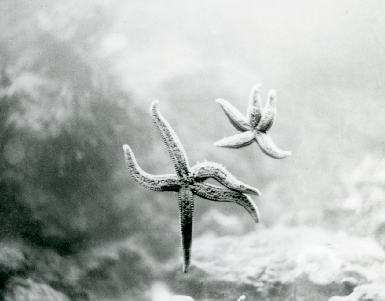 Duas estrelas do mar, no vidro do aquário, mostrando suas partes inferiores no zoológico de Londres em março de 1925 de Frederick William Bond