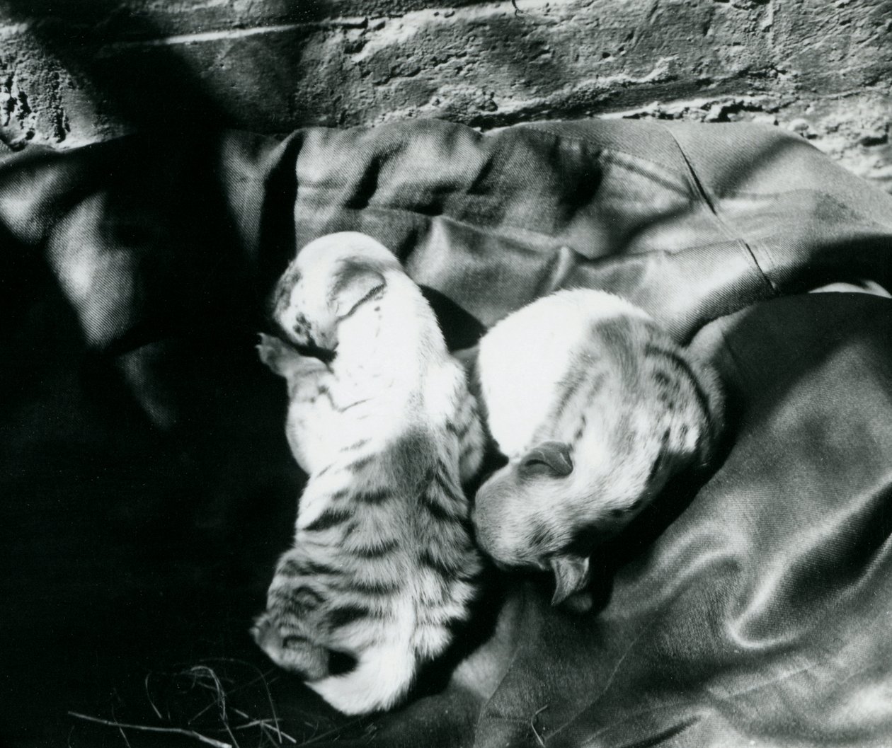 Dois filhotes Hyaena listrados no zoológico de Londres, c.1914 de Frederick William Bond