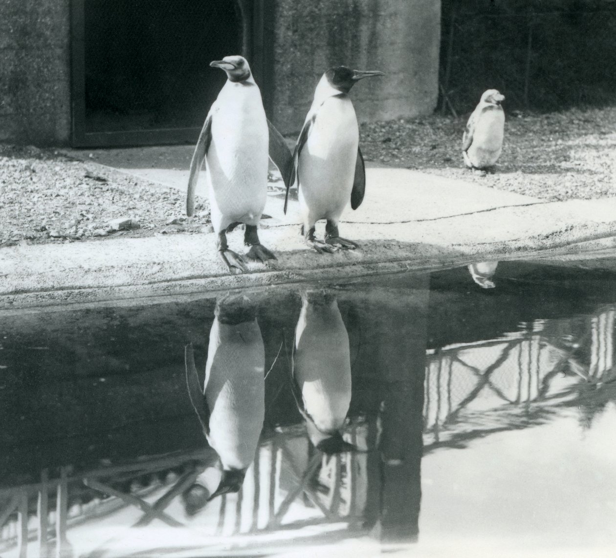 Dois pinguins-reis adultos junto à piscina com os seus reflexos na água, no Jardim Zoológico de Londres de Frederick William Bond
